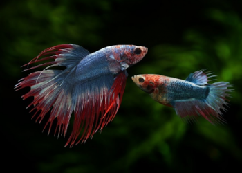 Betta Fish Digging In Rocks: Is This A Normal Habit?