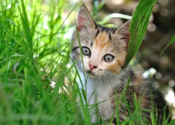 THE PSYCHOLOGICAL BENEFITS OF DOWN SYNDROME CAT