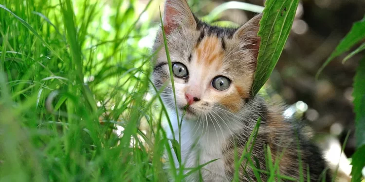 THE PSYCHOLOGICAL BENEFITS OF DOWN SYNDROME CAT