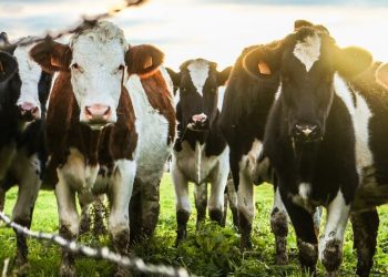 Average Cost of Cows in the United States| Factors that Affect the Cost of a Cow