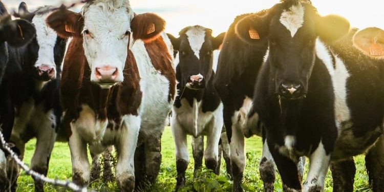 Average Cost of Cows in the United States| Factors that Affect the Cost of a Cow