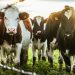 Average Cost of Cows in the United States| Factors that Affect the Cost of a Cow